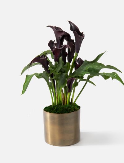 The Onyx-NF-K-001112